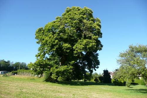 Le châtaignier greffé de Trasmont