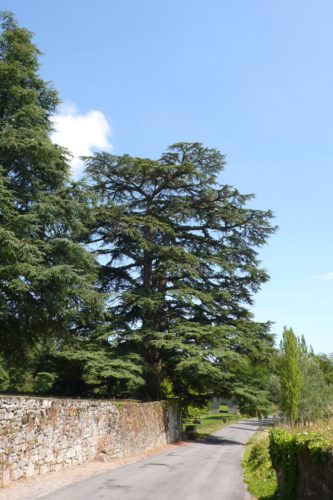 Le cèdre du pont-colombier à Veyrac