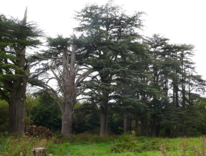 Cèdres Drouilles 1