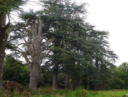 Cèdres Drouilles 2