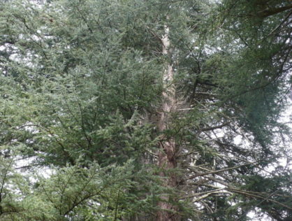Cèdres Drouilles 3