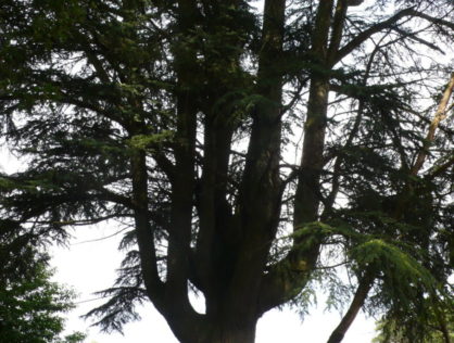 Cèdres Drouilles 5