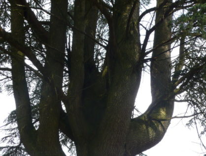 Cèdres Drouilles 6