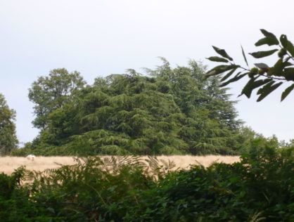 Cèdres Drouilles 8
