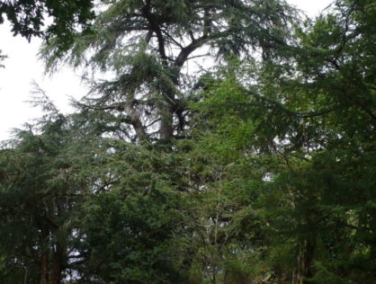 Cèdres Drouilles 9