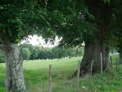 HAIE VALLEE BRIANCE 2