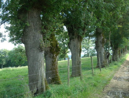 HAIE VALLEE BRIANCE 3