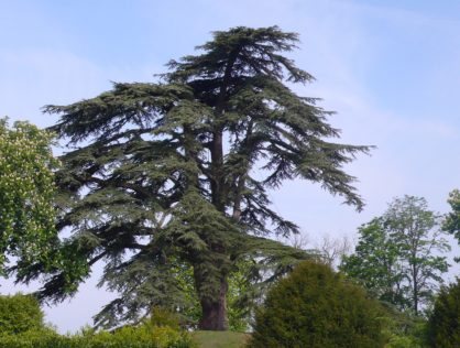 Cèdre de l’Atlas -Le Dorat