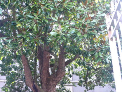 Magnolia Le Dorat