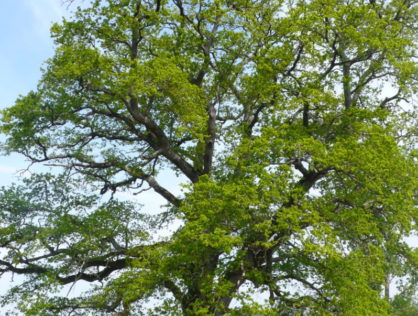 Le gros Chêne St Georges les Landes