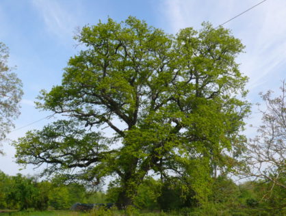 Le gros Chêne St Georges les Landes