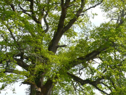 Le gros Chêne St Georges les Landes