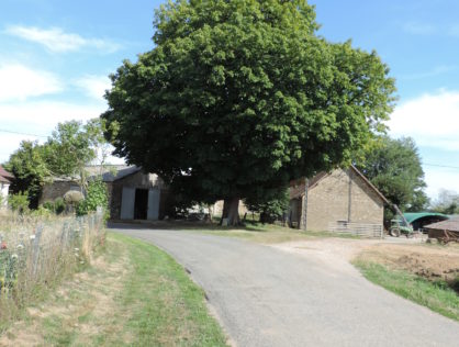 ARBRES REMARQUABLES VENDREDI 16 AOUT
