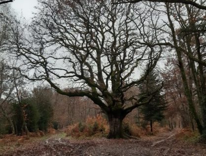 Chêne de Bramefan 1