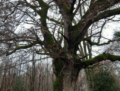 Chêne de Bramefan 3