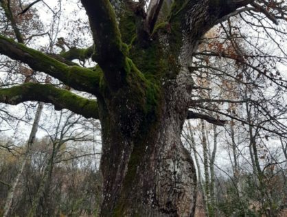 Chêne de Bramefan 4
