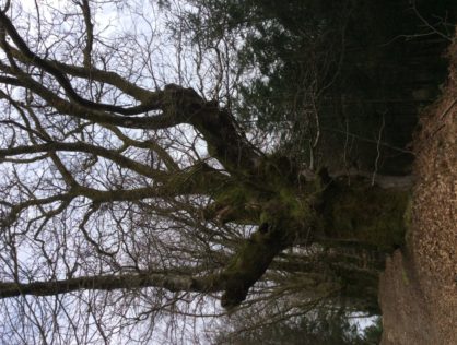 Chêne Puy Bernard 2