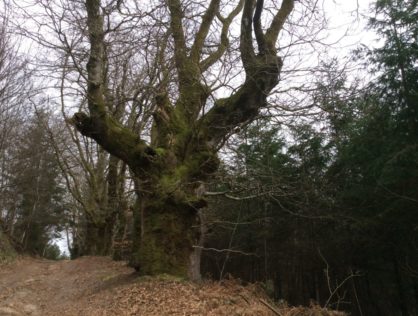 Chêne Puy Bernard 3