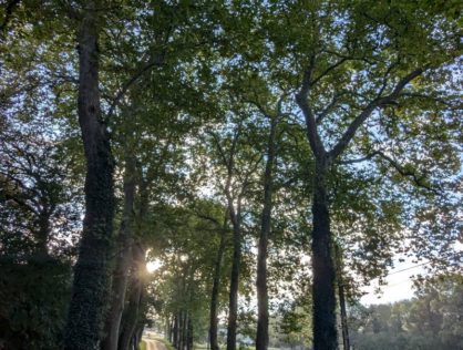 Platanes Couzeix 10