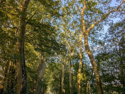 Platanes Couzeix 14