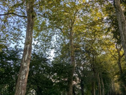 Platanes Couzeix 3