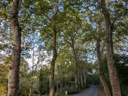 Platanes Couzeix 5