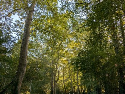 Platanes Couzeix 8