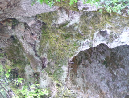 Chêne cave 5