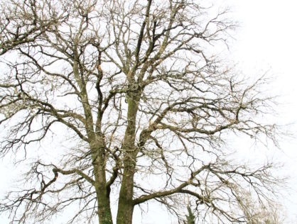 Compreignac Chêne cave