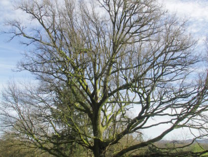 Compreignac Chêne chemin des Anglais