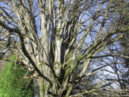 Compreignac Tilleul argenté 2